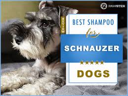 Maybe you would like to learn more about one of these? The 5 Best Dog Shampoos And Conditioners For Schnauzers In 2021