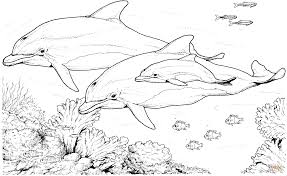 Stats on this coloring page. Realistic Dolphin Coloring Pages For Adults Coloring4free Coloring4free Com