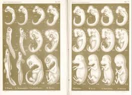 embryonic evolution through ernst haeckels eyes the