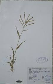 Image result for Acrachne