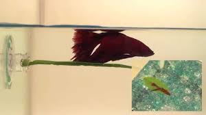 The Betta Bed Leaf Hammock By Zoo Med Video Big Al S Blog