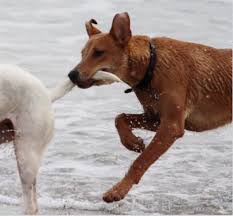 How To Tell If Dogs Are Playing Or Fighting Pethelpful By Fellow Animal Lovers And Experts 12) medical drugs are useless in fighting the flu virus. if dogs are playing or fighting