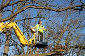 Check spelling or type a new query. City Of Detroit Tree Removal Tree Removal Detroit Trees Co
