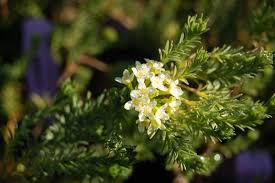 Image result for Polystachya goetzeana