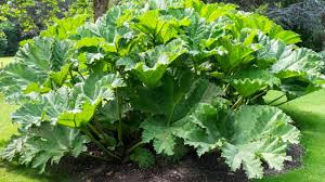 Image result for Gunnera