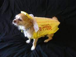 Butter Dog Thanksgiving Holiday Special Dog Salts Butter Suit Wit Dog Holiday Dog Thanksgiving Dog Best Friend