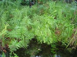 Image result for Cyclosorus interruptus