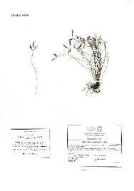 Image result for Asplenium hemitomum