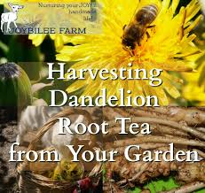 Dandelion has many benefits, it can be used to fight inflammation, as an anti aging agent in skin care and even to treat type 2 diabetes, cancer, and hiv. Harvesting Dandelion Root Tea From Your Garden Before It Becomes Illegal