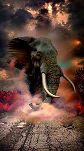 Huawei Mate 20 Lite Wallpapers Backgrounds Cool Elephant Photography Majestic Animals Best Background Images