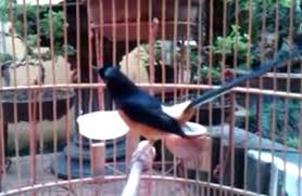 Pada artikel ini kita akan membahas apa perbedaan dari to dan for beserta contoh kapan kita harus menggunakan to dan for. Jenis Burung Yang Paling Dicari Saat Ini Awal 2019 Hobi Si Petani