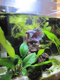 Bettas Love Planted Tanks This Is An Aqueon Evolve 4 Gallon Anubias And Other Plants Are Doing Well Betta Fish Tank Betta Aquarium Betta