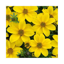 Image result for foto Dvouzubec