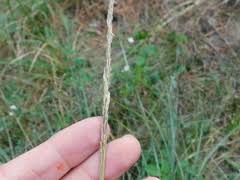 Image result for Sporobolus welwitschii