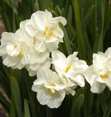 6 Sensational Bulbs Spring Flowering Bulbs Spring Perennials Narcissus