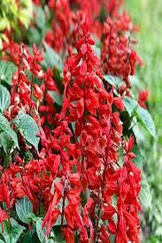 Salvia A Long Lasting Flower Video Salvia Plants Salvia Long Lasting Flower