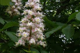 This is a compound palmate leaf. Door To Nature Horse Chestnut Trees Door County Pulse