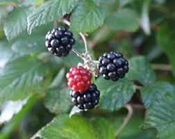 Vietfa berry sẹẹds for plạnting 50 edịble black berry sẹẹds bush gạrden. Blackberries Nutrition Facts And Health Benefits