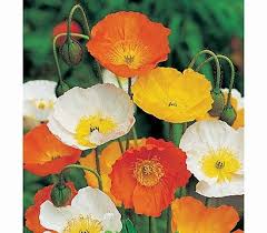 Island Mohn Dehner Garten Center Blumensamen Mohn Winterharte Stauden