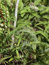 Image result for Agathisanthemum