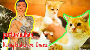 We did not find results for: Tragis Dikira Mau Melahirkan Kucing Hamil Ini Ternyata Sekarat Youtube