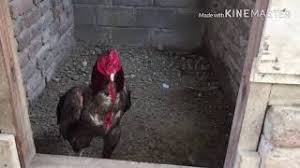 Lokasi harus datar dan mempunyai pohon pelindung disekitar kandang agar kandang tidak kena matahari langsung. Kandang Umbaran Loncat Ayam Aduan Youtube