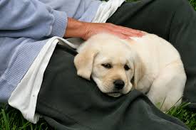 How to convince your parents to get a dog? How To Convince Your Parents To Let You Get A Dog Pethelpful