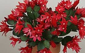 Propagate your plants by learning how to root plant cuttings in water. Red Easter Cactus Rooted Cuttings Easter Cactus Starter Plants Cactus