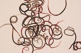 พยาธิปอดหนู หรืออีกชื่อหนึ่งเรียกว่า พยาธิหอยโข่ง พยาธิชนิดนี้เป็นพยาธิตัวกลมที่มีชื่อว่า แองจิโอสตรองจิลัส แคนโทเนนซิส . Index Of Wp Content Uploads 2016 08