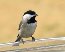 Big Black Birds In Missouri Spring Comes To Missouri Bird Watching Forum Gardenweb Missouri Birds Backyard Birds Bird