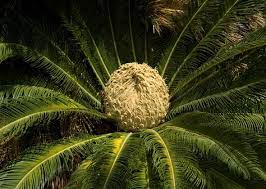 The betel nut palm (areca catechu) is not only mildly toxic but can be addictive. 8 Plants That Are Poisonous To Cats And Dogs Sago Palm