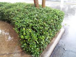 Image result for Hawthorn