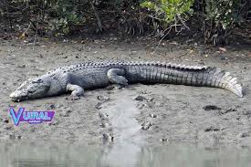 Ia memakan plankton dan haiwan yang sangat jinak dan mesra dengan manusia. Pengertian Ciri Ciri Dan Contoh Hewan Reptil Vuiral