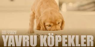 yavru kopekler ne yer neyle beslenir beslenme tablosu
