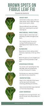 Common Fiddle Leaf Fig Problems Fiddle Leaf Fig Fertilizer Fiddleleaffigfertilizer Are You Seeing Brown Spots Yellow Leave Inside Plants Fig Plant Plants