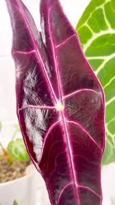 Image result for Kotschya longiloba