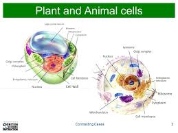 We did not find results for: Plant Cells Vs Animal Cells Next We Are Going To Focus Specifically On Two Types Of Cells Plant Cells And Animal Cells Have Some Important Similarities Ppt Download