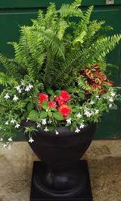 The boston fern is the most popular of all ferns grown indoors and has been found to be one of the easiest to care for and maintain. Pin On Biljke Za Senku