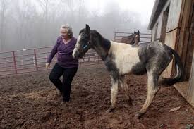 Roanoke Valley Horse Rescue takes in 8 malnourished horses in 2 weeks