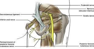 The Nerve To Obturator Internus Sciencedirect