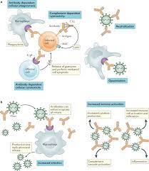Antibodies made in a laboratory act a lot like natural antibodies to limit the amount of virus in the body. Neutralizing Monoclonal Antibodies For Treatment Of Covid 19 Nature Reviews Immunology