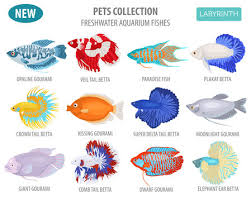 Betta splendens (commonly known as the siamese fighting fish or betta) is a freshwater fish that can be found in cambodia, laos, malaysia, indonesia, thailand, and vietnam. 11 Best Plakat Betta Fish Images Stock Photos Vectors Adobe Stock
