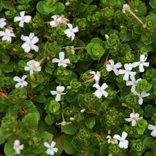 Image result for Falkia