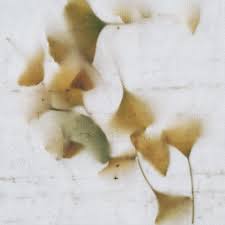 Image result for Ctenium concinnum