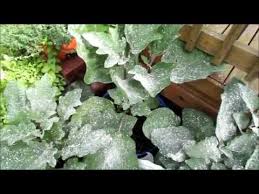 How To Effectively Use Diatomaceous Earth De In Your Garden Wet Dry Applications Youtube