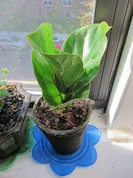 My New Baby Fiddle Leaf Fig Tree Fiddle Leaf Fig Tree Fiddle Leaf Fig Fiddle Leaf Fig Care