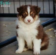 Maybe you would like to learn more about one of these? Australian Shepherd Puppies Oregon City Bmo Show