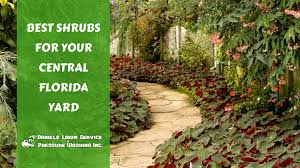 35 beautiful florida shrubs (photos) 1. The Best Shrubs For Your Central Florida Yard Welcome To Daniel S Lawn Service Of Orlando