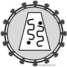 It destroys specific cells that are part of the immune system. Hiv Coloring Key