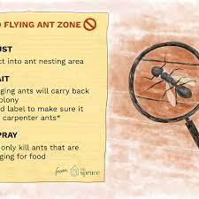 Also, kill any ants you see immediately. What To Do About Flying Ants In Your Home